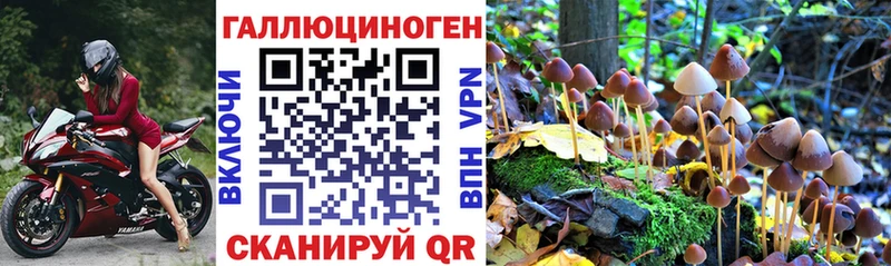 Галлюциногенные грибы Psilocybine cubensis  дарнет шоп  Нижнеудинск 